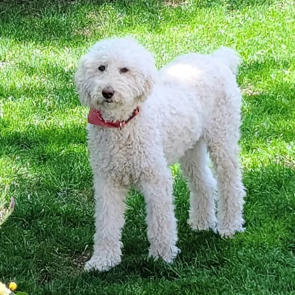 lillyparkos